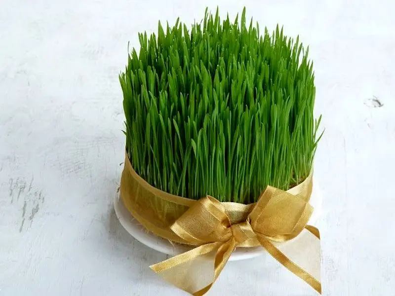 مدل سبزه عید ۱۴۰۵ | بهترین ایده های خلاقانه ساده و جذاب مدل سبزه عید ۱۴۰۵ مخصوص عروس هایی که میخوان سفره هفت سین شیکی داشته باشن!