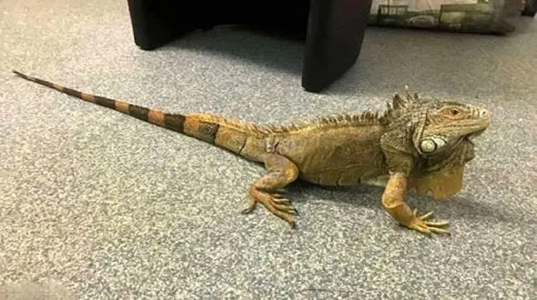  جدا نشدن موجودی بدچهره از خودروی مرد وحشت زده! + فیلم