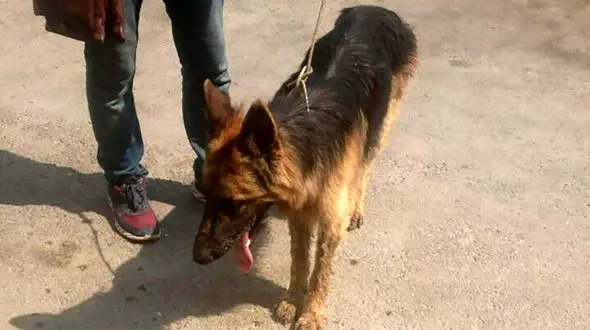 دزدان سگ میلیونی  در فضای مجازی آگهی فروش گذاشتند + عکس 