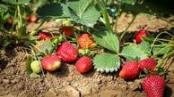  65 هزار تن توت‌فرنگی در مزارع توت فرنگی کردستان برداشت شد/ توت فرنگی کردستان از بالاترین کیفیت ممکن برخوردار است