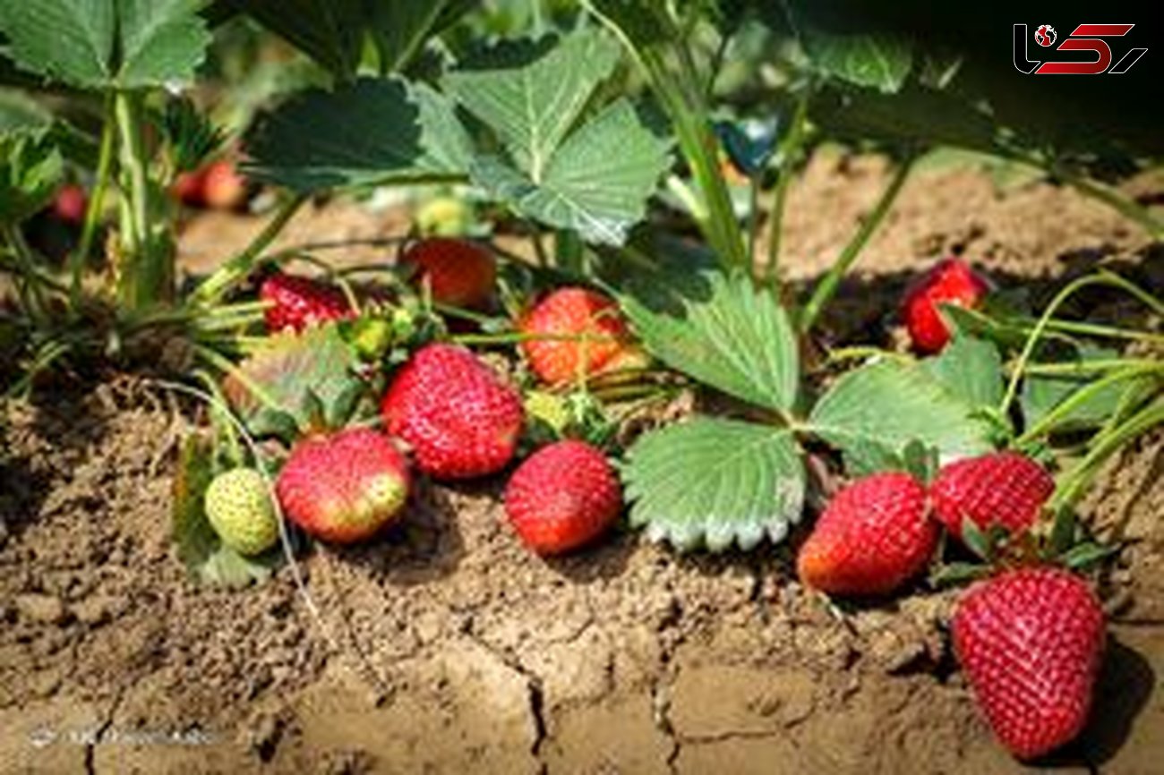 65 هزار تن توت‌فرنگی در مزارع توت فرنگی کردستان برداشت شد/ توت فرنگی کردستان از بالاترین کیفیت ممکن برخوردار است