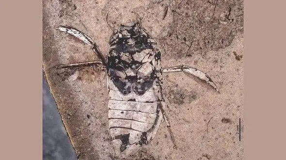 عکس / کشف فسیل ۱۶۰ میلیون ساله یک حشره‌ عجیب