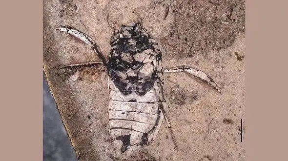 عکس / کشف فسیل ۱۶۰ میلیون ساله یک حشره‌ عجیب