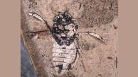 عکس / کشف فسیل ۱۶۰ میلیون ساله یک حشره‌ عجیب