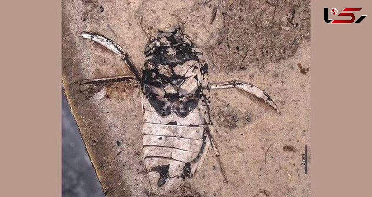 عکس / کشف فسیل ۱۶۰ میلیون ساله یک حشره‌ عجیب