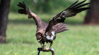 ببینید / آب خوردن عقاب تشنه از دستان مرد جوان + فیلم