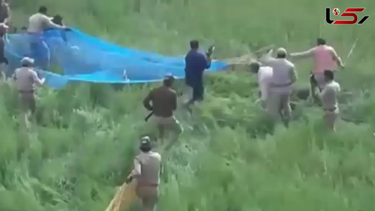 فیلم دیدنی شکار پلنگ با تور + فیلم