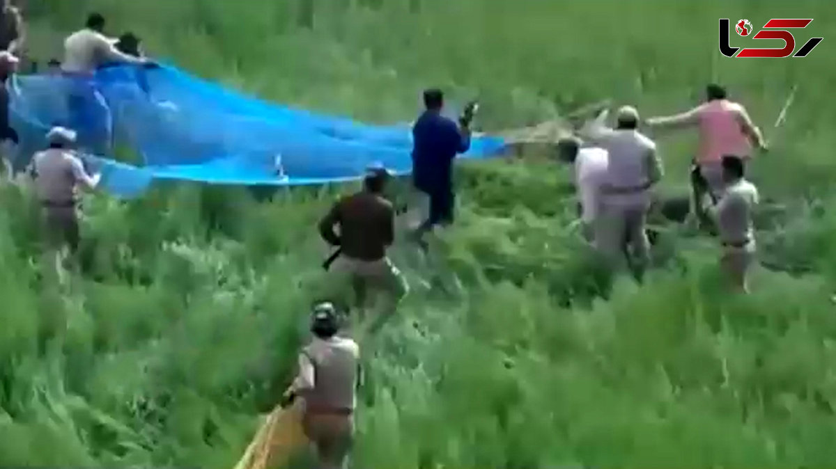فیلم دیدنی شکار پلنگ با تور + فیلم
