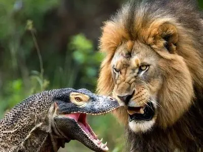 فیلم/ درس هایی از طبیعت؛ مستند حیات وحش/حمله بی رحمانه اژدهای کومودو وحشی به شیر سلطان جنگل/ در طبیعت هیچ پادشاهی ابدی نیست 