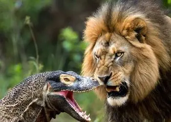 فیلم/ درس هایی از طبیعت؛ مستند حیات وحش/حمله بی رحمانه اژدهای کومودو وحشی به شیر سلطان جنگل/ در طبیعت هیچ پادشاهی ابدی نیست 