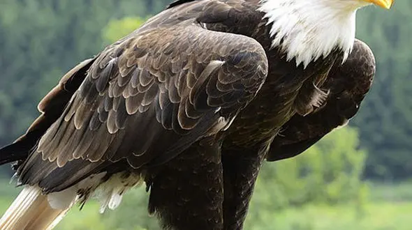 از قدم‌های کوچک در کنار غول مهربان تا سلطان جنگل و میراث زیبای او 