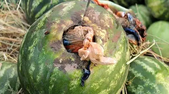 هندوانه های تریاکی به مقصد نرسید / در فسا فاش شد