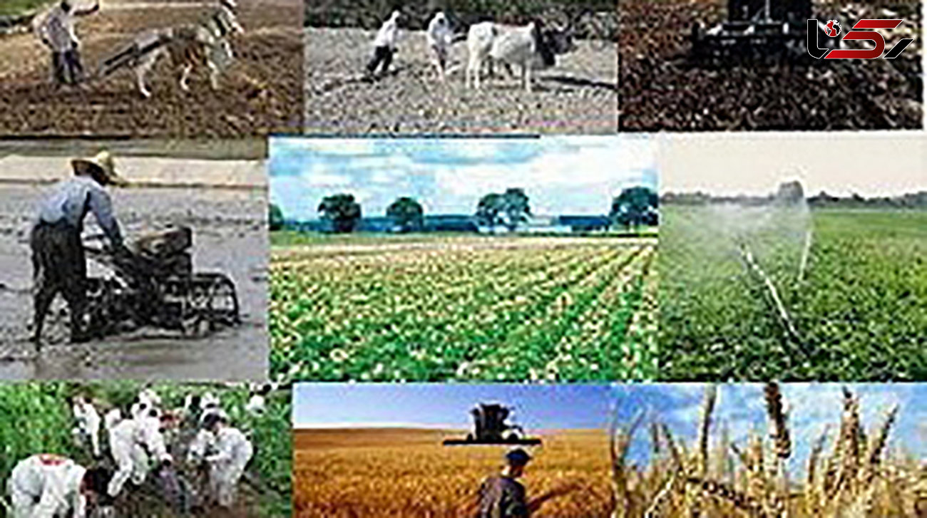 اندر احوالات کشاورزان نمونه کشور/ جای توسعه آبیاری نوین در برخی مزارع خالی است 