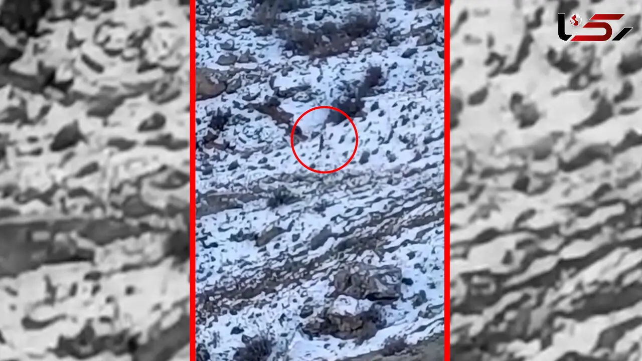 فیلم مشاهده پلنگ در اطراف روستای هرانده فیروزکوه