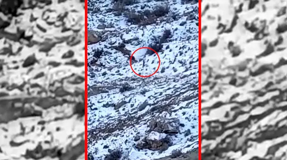 فیلم مشاهده پلنگ در اطراف روستای هرانده فیروزکوه