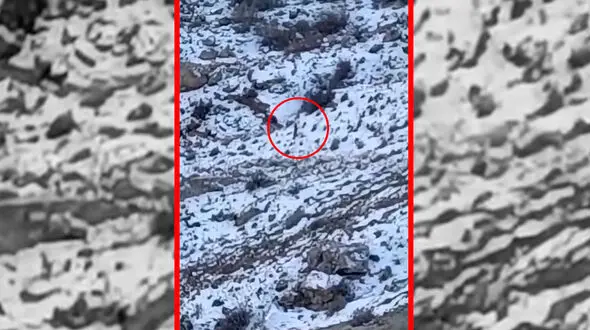 فیلم مشاهده پلنگ در اطراف روستای هرانده فیروزکوه
