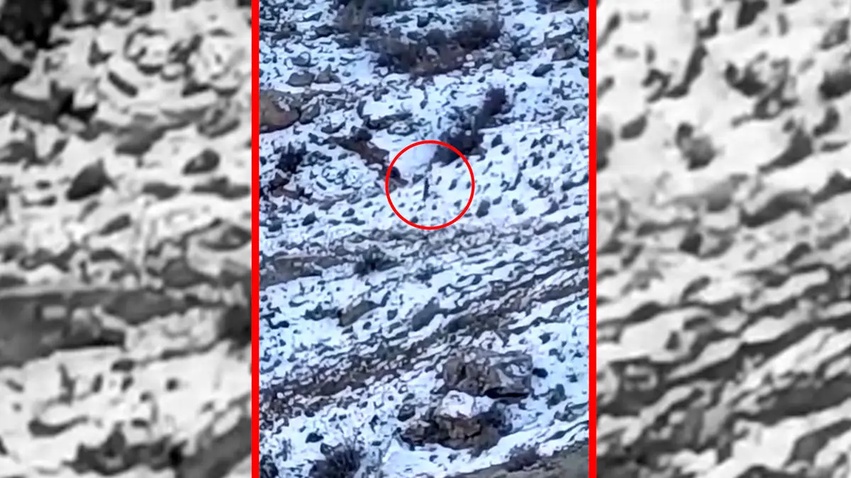 فیلم مشاهده پلنگ در اطراف روستای هرانده فیروزکوه