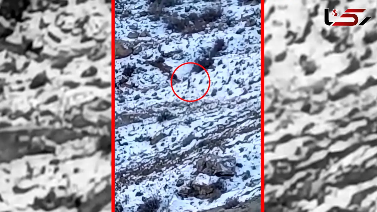 فیلم مشاهده پلنگ در اطراف روستای هرانده فیروزکوه