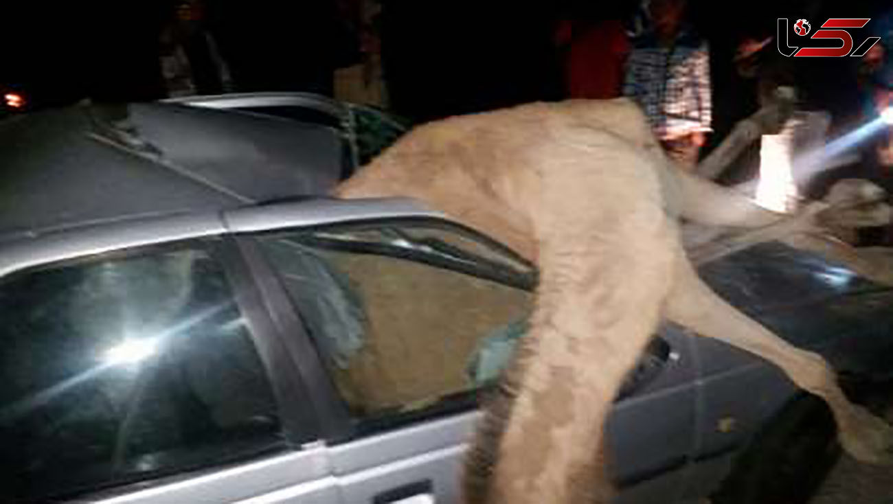 شتر سرگردان جان مرد پژو سوار را گرفت / در ایرانشهر رخ داد