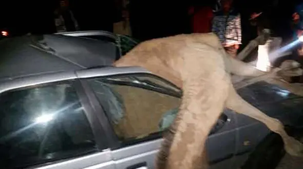 شتر سرگردان جان مرد پژو سوار را گرفت / در ایرانشهر رخ داد