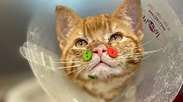 حمله سگ به گربه او را زیباتر کرد + عکس