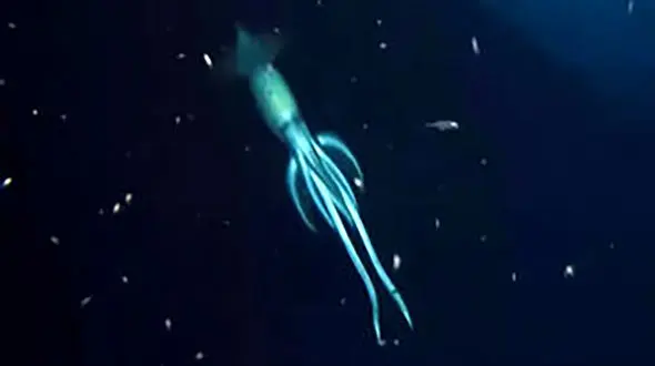 کشف عجیب ترین موجود دریایی + فیلم