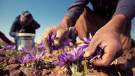 خروج پیاز زعفران ایرانی از کشور توسط دلالان/ مشکلات زعفران‌کاران را به گردن تشکلی که نقشی در صادرات ندارد نیندازید