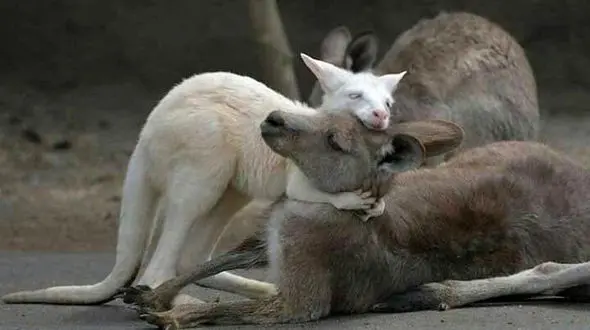 این عکس را حتما ببینید ! / باورنکردنی و تاثیرگذار + جزییات