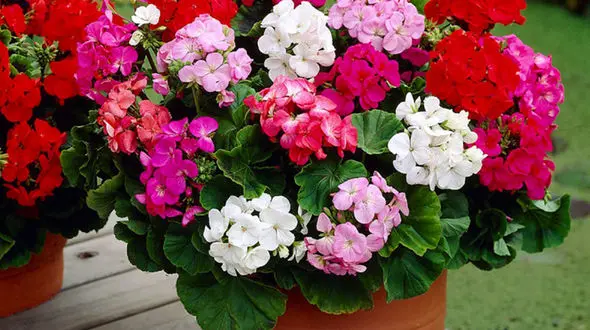 7 گیاه مناسب برای راه پله ها + عکس