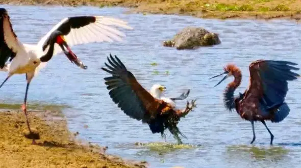 غافلگیری تمساح و پرندگان بر سر شکار + فیلم