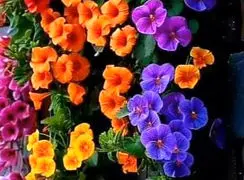 فال ابجد 7 فروردین 1405