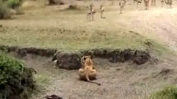 بدشانس ترین شیر ماده + فیلم