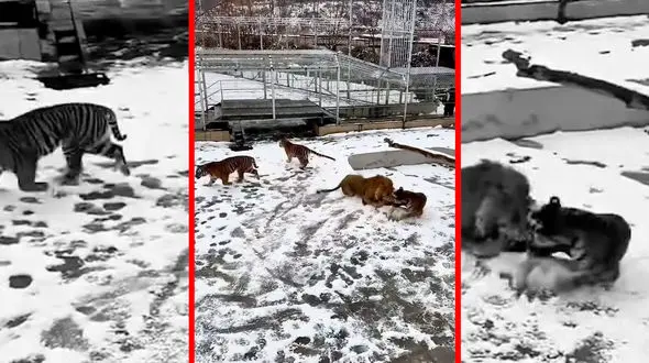 فیلم تفاوت ذهنیت شیر و ببر