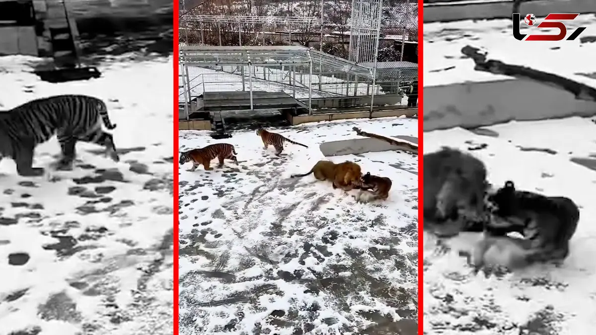 فیلم تفاوت ذهنیت شیر و ببر