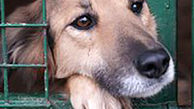 تدوین آیین‌نامه اجرایی طرح منع حیوان‌آزاری تا ۶ ماه آینده