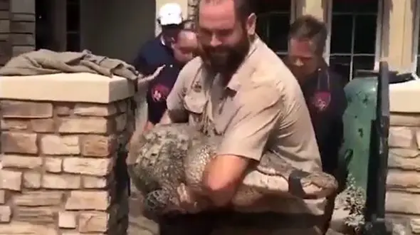 سیل ، تمساح غول پیکر را به اتاق نشیمن یک خانه برد! +فیلم و عکس