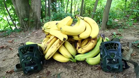 فیلم/ اگر 10 کیلوگرم موز را وسط جنگل بگذارید، چه اتفاقی برای آن می افتد؟ 