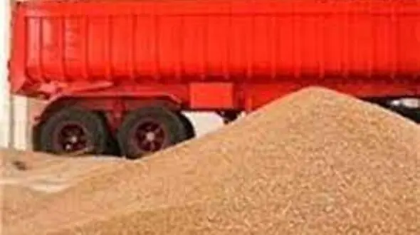 دزدان گندم روستای بوئین زهرا باند 6 نفره بودند /  پلیس غافلگیرشان کرد