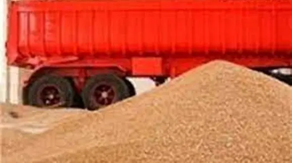 دزدان گندم روستای بوئین زهرا باند 6 نفره بودند /  پلیس غافلگیرشان کرد