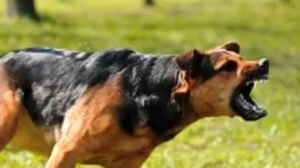 بازداشت سگی که زن شمالی را خورد / این سگ در آستانه صاحب داشت ! + جزییات جدید