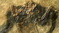 کشف فسیل ۴۸ میلیون ساله پرنده در آلمان 