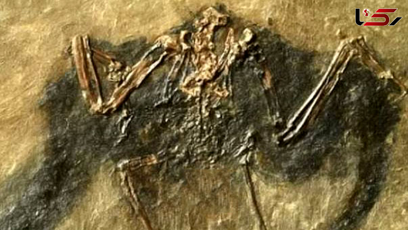 کشف فسیل ۴۸ میلیون ساله پرنده در آلمان 