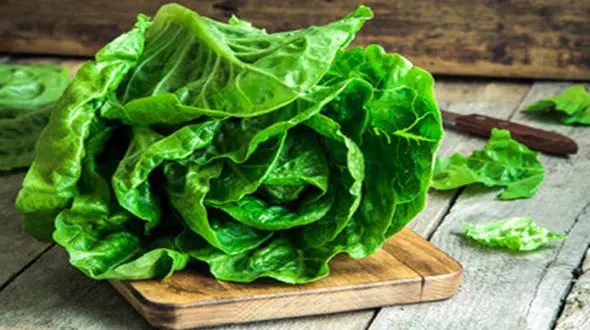 فواید و مضرات کاهو / مراقب نیترات کاهو باشید!