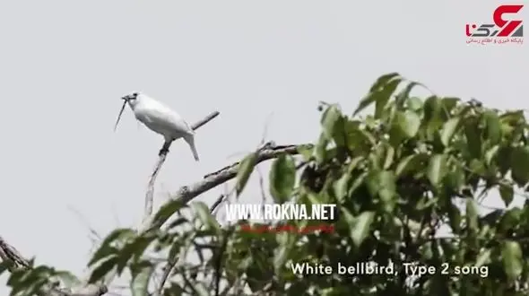 پرنده ای با صدای گوشخراش+فیلم