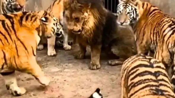 یک شیر حریف 6 ببر شد + فیلم