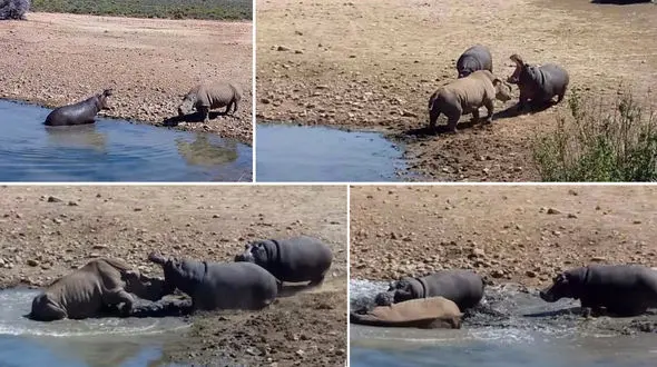 مبارزه دیدنی اسب آبی با یک کرگدن+فیلم