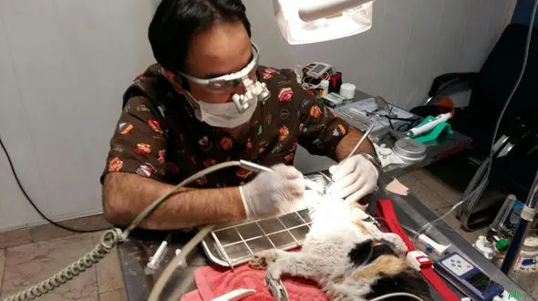 هزینه خدمات دندانپزشکی برای حیوانات خانگی / جرم گیری و دندان کشیدن حدود دو یا سه میلیون تومان