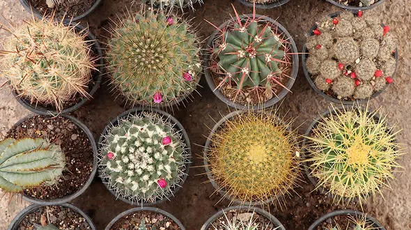 با کاکتوس به جنگ اشعه وای فای بروید