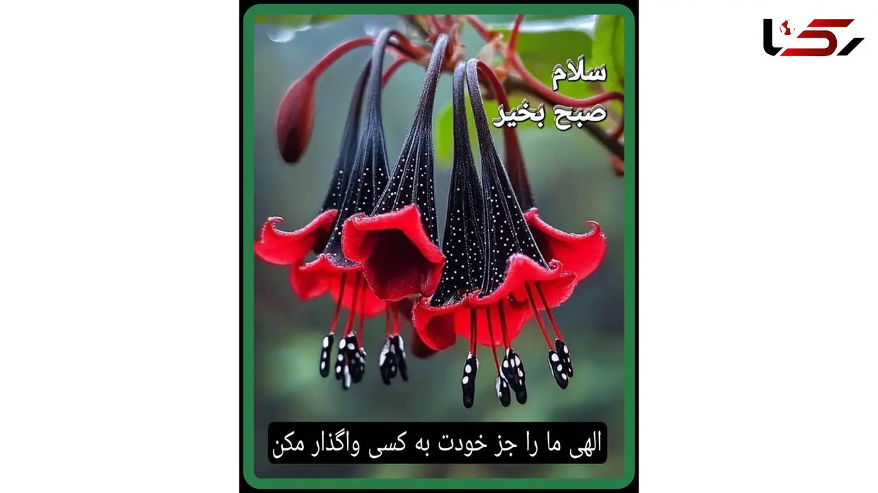 تفسیر فال حافظ امروز 7 آذر 1404