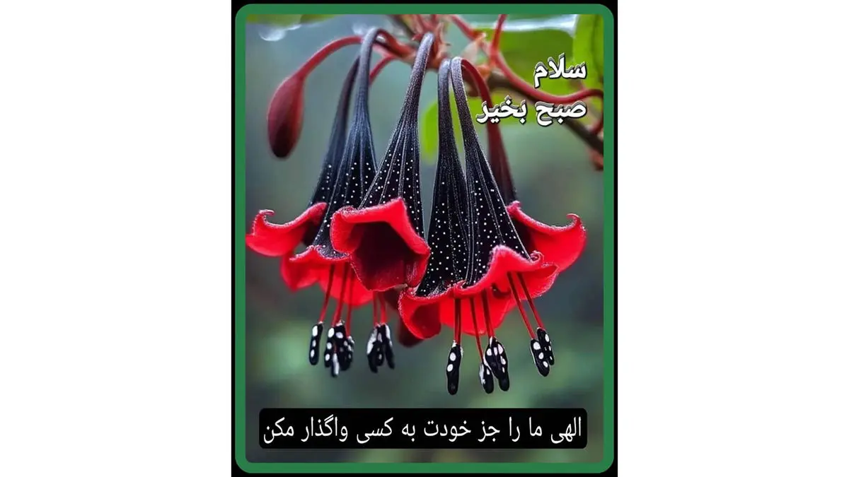 تفسیر فال حافظ امروز 7 آذر 1404